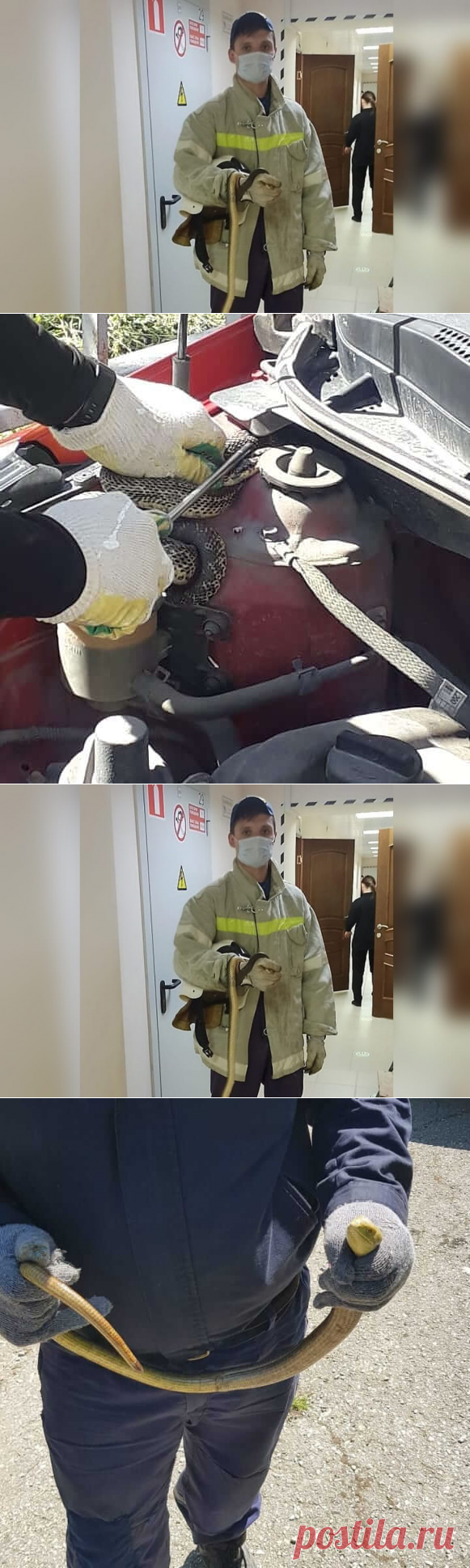 За неделю спасатели трижды выезжали на отлов змей | Дикий Юг