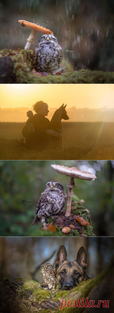 Свежая знаменитость в интернете — крошечная сова!