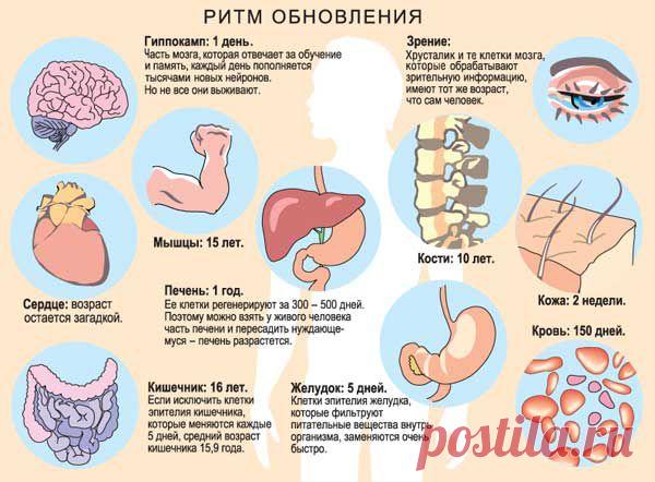 Сколько вам лет? | Наука и жизнь