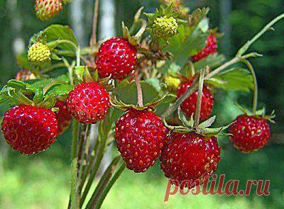 земляника из семян