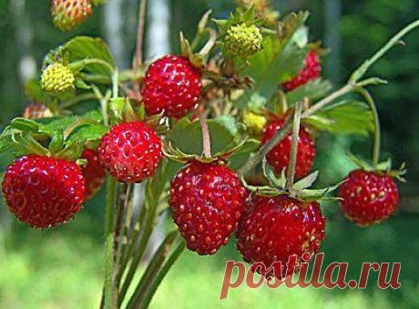 земляника из семян