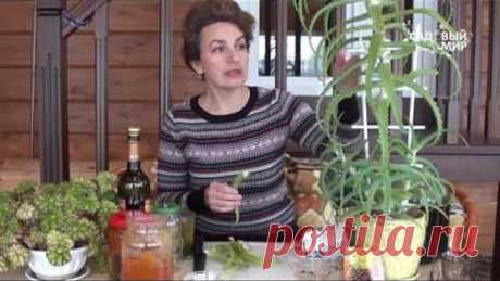 Как применять алоэ