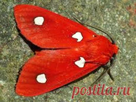 Arctiid Moth - Пошук Google