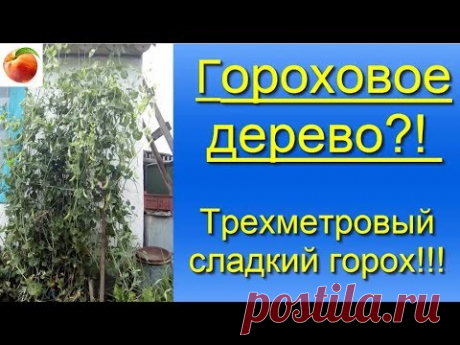Горох Гороховое дерево Супер  горох  высотой 3 метра Super peas 3 meters