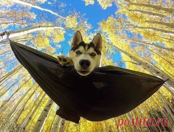 Когда собака с человеком рядом, уходит из души по каплям зло