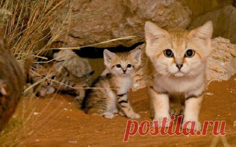 Даже когда взрослеют, эти кошки выглядят как котята. И их котята тоже выглядят как котята