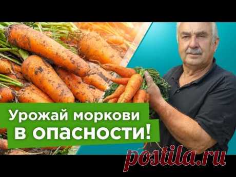 СРОЧНО ВЫКОПАЙТЕ МОРКОВЬ, когда увидите эти признаки! Морковь будет сочной,ровной и долежит до весны