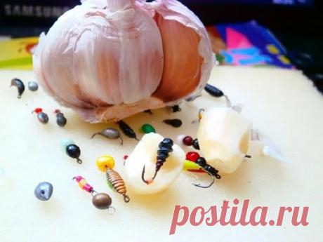 Рыбацкие эксперименты. Чеснок и мормышка — есть ли смысл? - Охота и рыбалка - медиаплатформа МирТесен