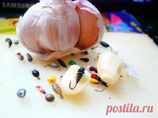 Рыбацкие эксперименты. Чеснок и мормышка — есть ли смысл? - Охота и рыбалка - медиаплатформа МирТесен
