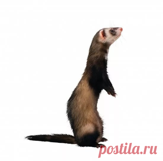 страницы которые создавались константина валерьевича сосницкого краснодар: 10 тыс изображений найдено в Яндекс.Картинках