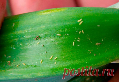 Вредитель комнатных растений Трипс. Это небольшие насекомые длиной 0,5-2 мм с тонким телом от желтоватого до черного цвета. Личинки длиной до 1 мм желтовато-белой окраски. Взрослые особи способны перелетать на сравнительно большие расстояния. Трипсы селятся на надземных частях комнатных культур колониями. Яйца откладывают внутри мягких тканей листьев. Обнаружить насекомых можно чаще на обратной стороне листовых пластинок. Взрослые вредители и личинки высасывают сок из листьев.