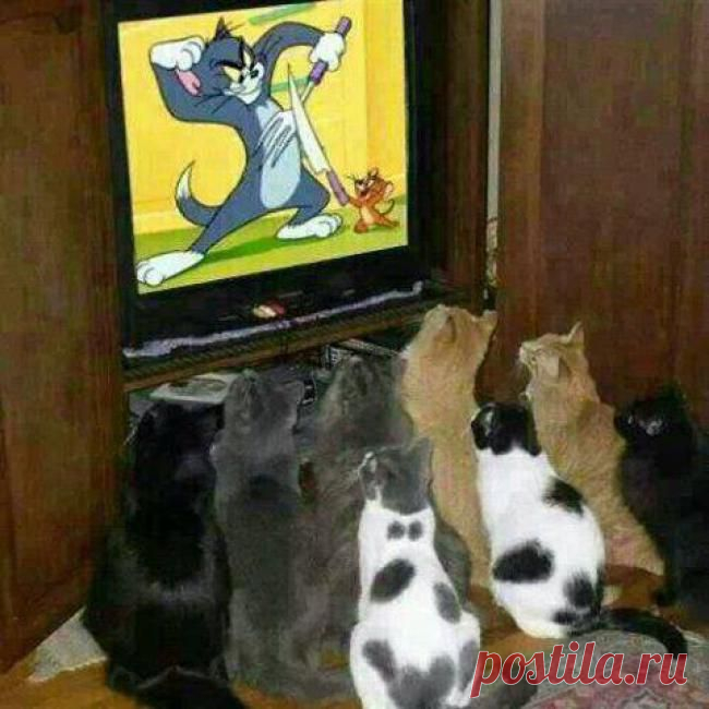 Котосемья