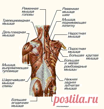 Строение и анатомия мышц спины человека