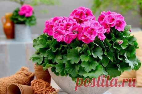 Pin page