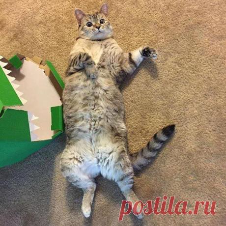 Нала – самая популярная кошка интернета, имеющая более 2 млн подписчиков на Instagram / Питомцы