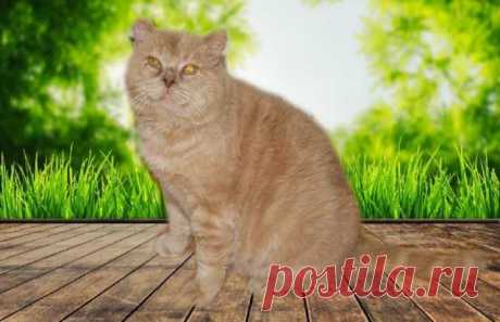 Кошки и котята - Барахла.Нет