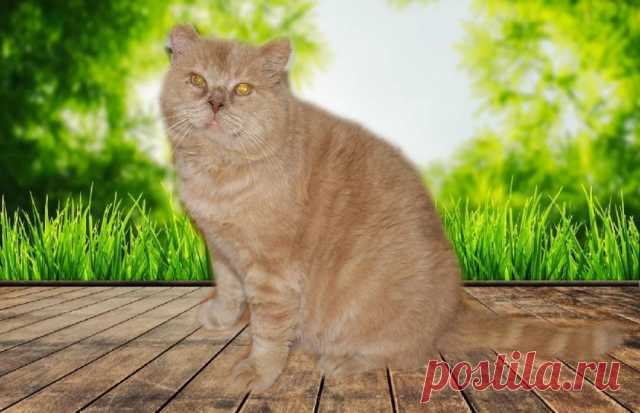 Кошки и котята - Барахла.Нет
