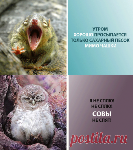 Веселые факты про утро . - EmoSurf.com