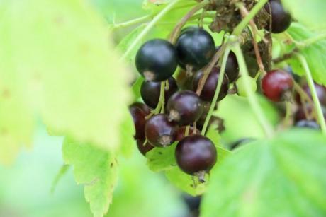 Правила подкормки смородины летом
Смородина — один из самых распространенных плодовых кустарников, дающих высокий урожай, богатый...
Читай пост далее на сайте. Жми ⏫ссылку выше