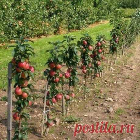 Карликовые яблони: сорта, которые нужны всем