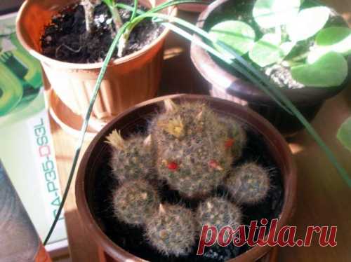 Комнатные цветы выращенные из семян