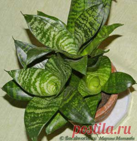 Сансевиерия или сансевьера (сансевиера, сансивьерия) – Sansevieria описание и уход на FloralWorld.ru
