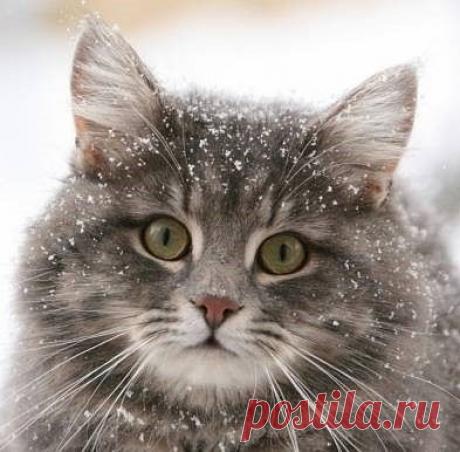 (99) Одноклассники