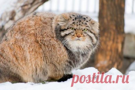 Гримасы манула. Новосибирский зоопарк.