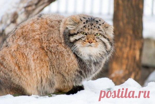 Гримасы манула. Новосибирский зоопарк.