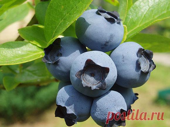 Голубика просится в сад — Ваше Плодородие