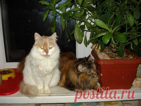 Кити и Микси.