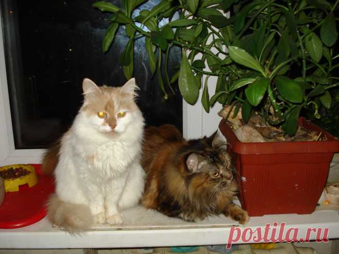 Кити и Микси.