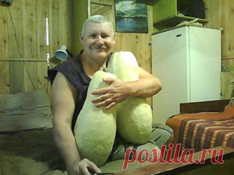 Вкусный Огород: Боятся ли коты собак