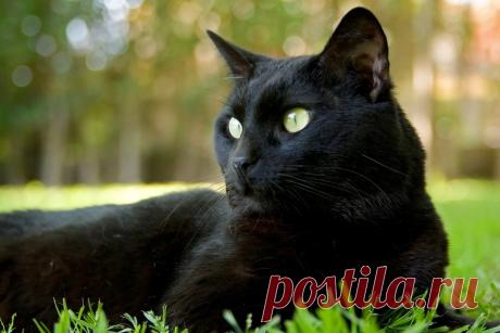 Народные приметы и суеверия о кошках