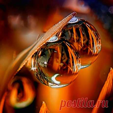 Утренняя роса. Красота!!!
