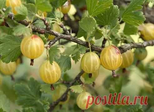 Крыжовник без колючек: 4 потрясающих сорта