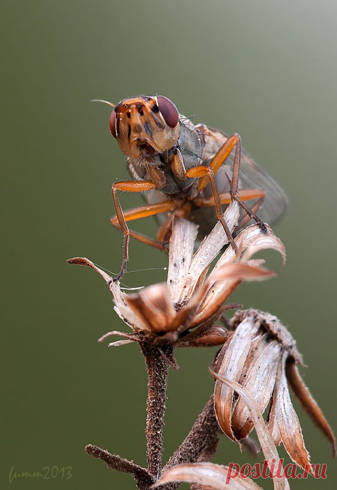 35PHOTO - Игорь ФУММ - НЕЦЕЛОВАННАЯ.ЦЕЛУЮЩАЯСЯ МУХА.