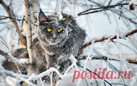Прикольных котов пост - ЯПлакалъ