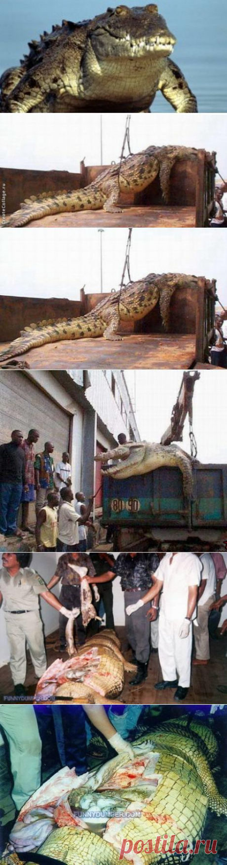 Гигантский пятиметровый крокодил-людоед, весом в 1000кг, был схвачен в Уганде - Фото - Калейдоскоп Эмоций