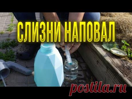 Не дайте отложить слизням свои яйца, простой безвредный способ защиты осенью