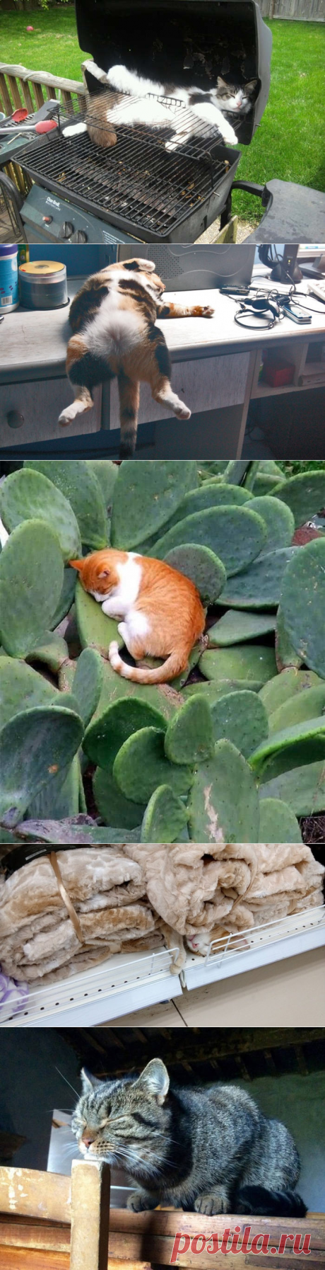 23 изобретательных кота, которые спят так, что вы залюбуетесь! – Омутнинские Вести+