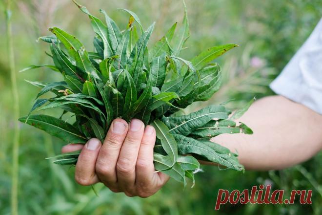 Родина продукта: Как делают иван-чай – «Еда»