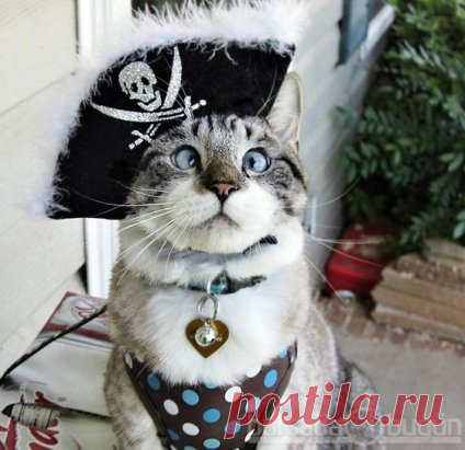 #кошки #кошка #котята #котик #животные #домашниеживотные #котенок #cat #cats