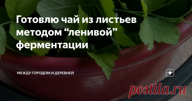 Готовлю чай из листьев методом “ленивой” ферментации Многие любят заваривать чай с листочками смородины или малины, но не каждый догадывается, что листья фруктовых деревьев имеют тот же аромат, что и их плоды. Но если листья просто засушить, то этот аромат будет почти неуловим, поэтому и применяется ферментирование - процесс окисления листьев, их сбраживание. При нем аромат гораздо сильнее, а чай намного приятнее и полезнее.
Способов ферментации