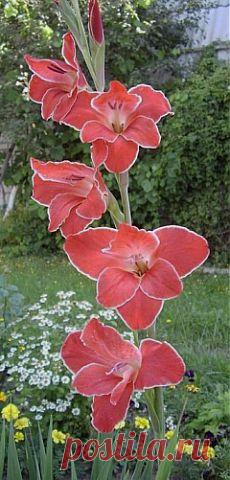 Гладиолусы. Когда и как их сажать | ОГОРОД БЕЗ ХЛОПОТ