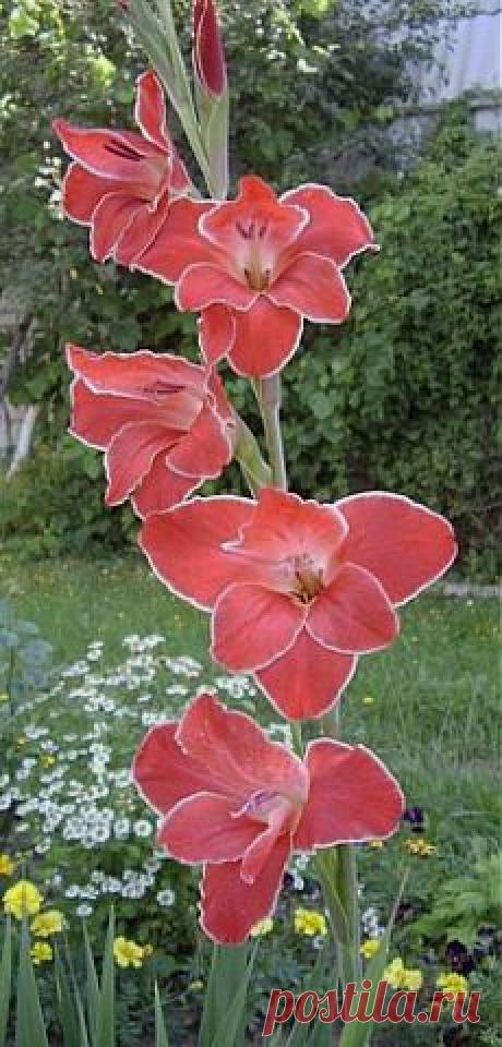 Гладиолусы. Когда и как их сажать | ОГОРОД БЕЗ ХЛОПОТ