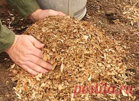 Мульчирование почвы картоном