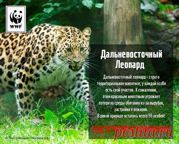 Программы Центра Охраны Дикой Пророды - ПРИРОДА ВЕЛИКИЙ ГЕНИЙ!