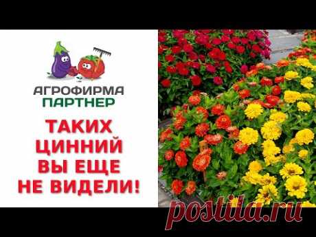 ТАКИХ ЦИННИЙ ВЫ ЕЩЕ НЕ ВИДЕЛИ!
