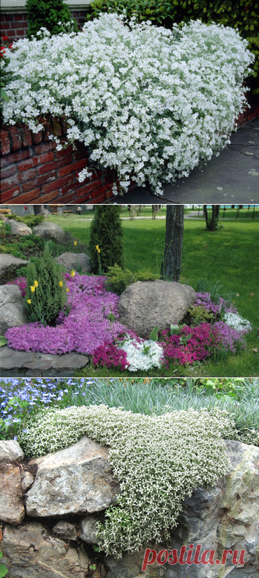 Ясколка: роскошный цветок для рокария